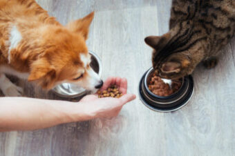 Feeding Dog and Cat