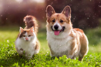 healthy dog and cat